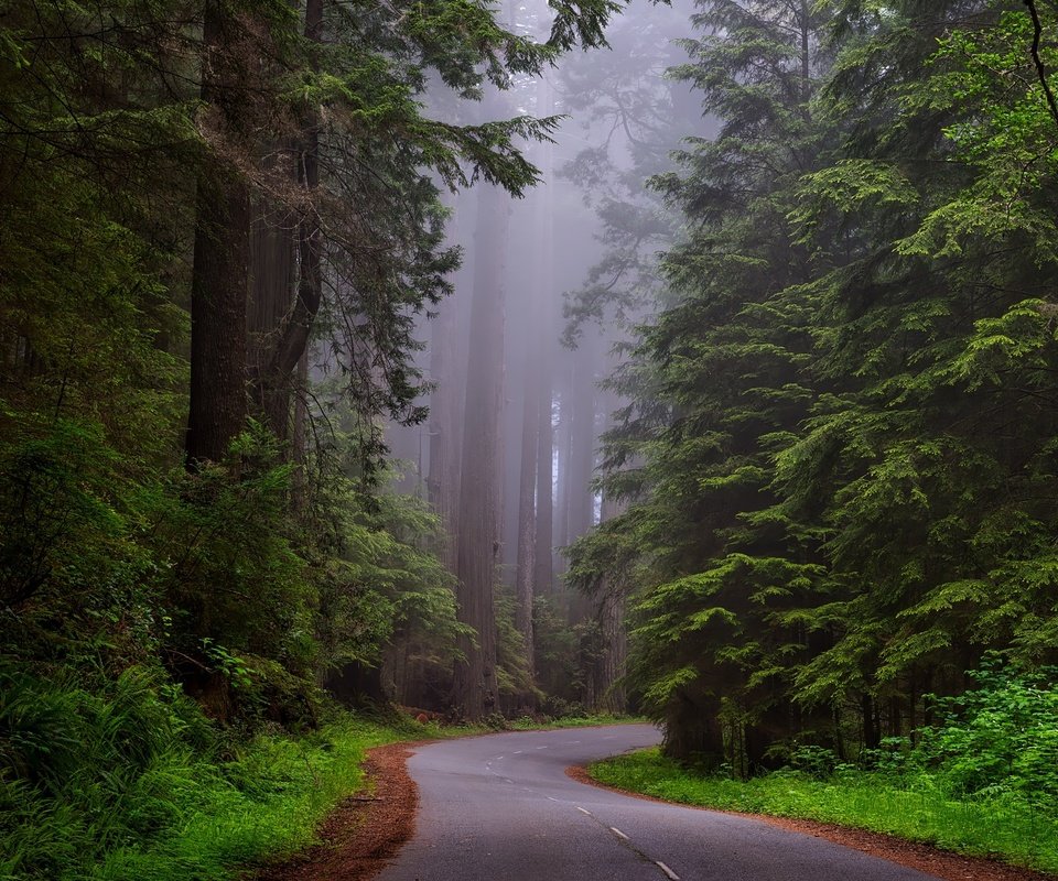 Обои дорога, лес, пейзаж, туман, калифорния, национальный парк, road, forest, landscape, fog, ca, national park разрешение 2200x1468 Загрузить