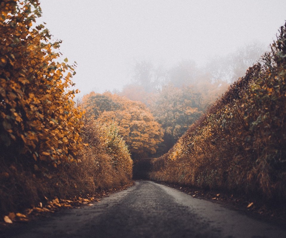 Обои дорога, лес, листья, пейзаж, туман, осень, road, forest, leaves, landscape, fog, autumn разрешение 5469x3646 Загрузить