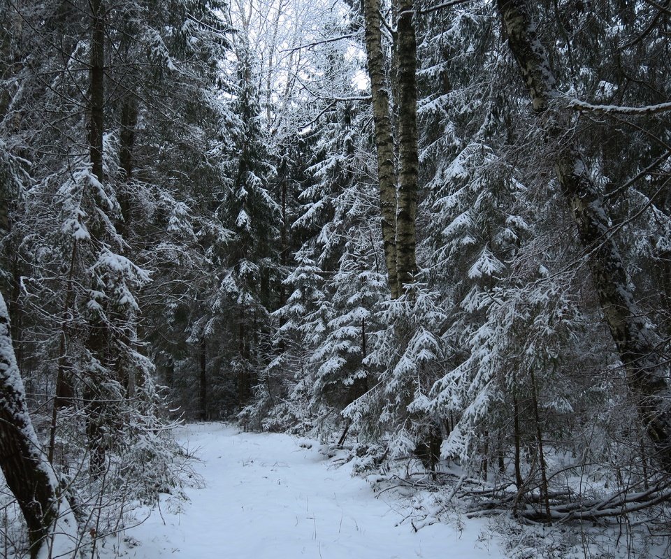 Обои деревья, снег, природа, лес, зима, тропа, trees, snow, nature, forest, winter, trail разрешение 5472x3648 Загрузить