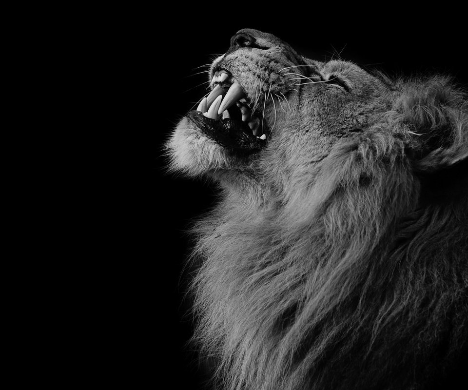Обои клыки, лев, зверь, fangs, leo, beast разрешение 3840x2160 Загрузить