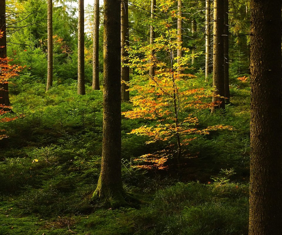 Обои лес, стволы, осень, forest, trunks, autumn разрешение 3840x2160 Загрузить