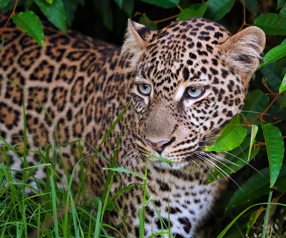 Обои морда, листья, портрет, взгляд, леопард, face, leaves, portrait, look, leopard разрешение 3840x2160 Загрузить