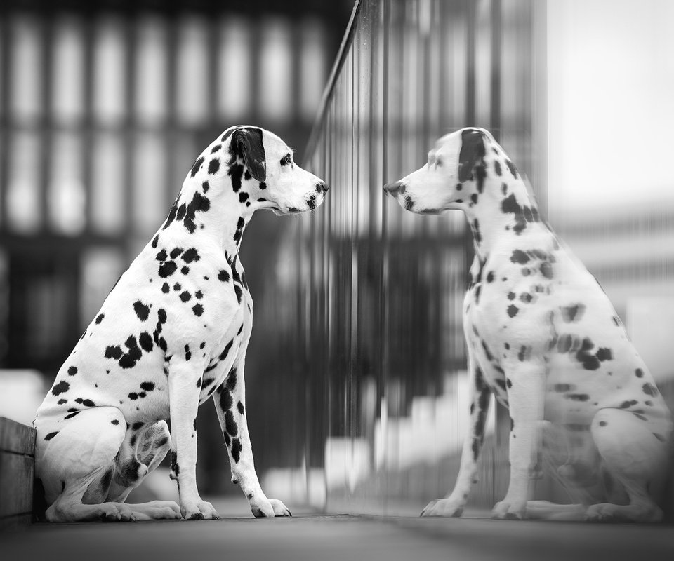 Обои отражение, собака, далматин, reflection, dog, dalmatian разрешение 2048x1366 Загрузить