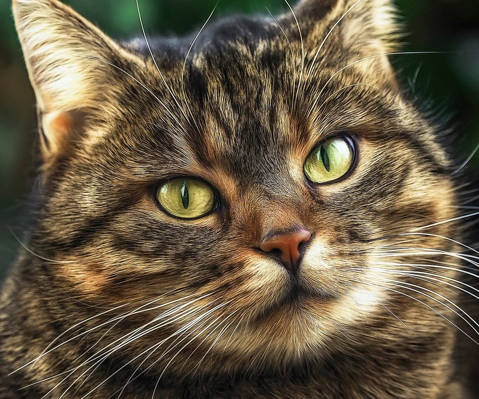 Обои портрет, мордочка, кошка, взгляд, portrait, muzzle, cat, look разрешение 1920x1280 Загрузить