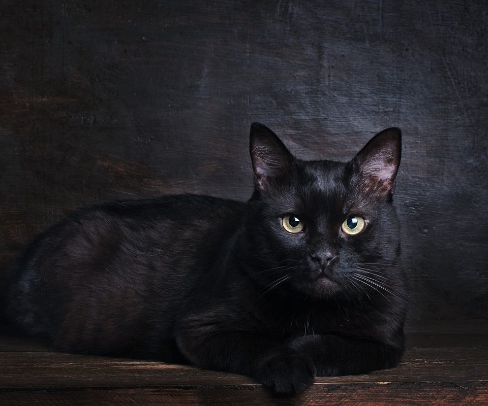 Обои поза, кот, мордочка, кошка, взгляд, черный, лежит, темный фон, фотостудия, studio, pose, cat, muzzle, look, black, lies, the dark background разрешение 2000x1334 Загрузить