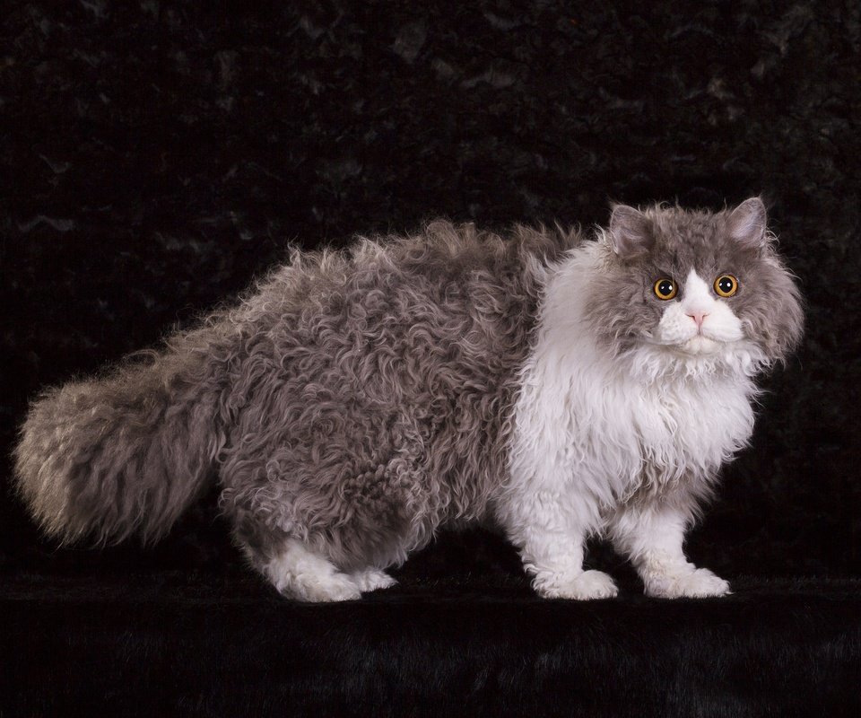Обои поза, кудрявый, кот, фотостудия, мордочка, кошка, взгляд, пушистый, серый, темный фон, мех, fur, pose, curly, cat, studio, muzzle, look, fluffy, grey, the dark background разрешение 2000x1429 Загрузить