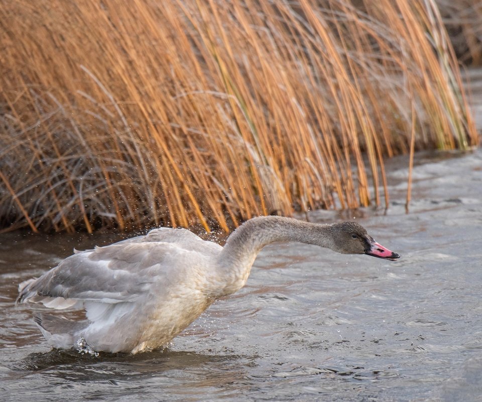 Обои природа, птица, лебедь, nature, bird, swan разрешение 3840x2160 Загрузить