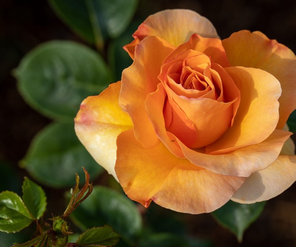 Обои роза, темный фон, оранжевая, rose, the dark background, orange разрешение 2000x1333 Загрузить