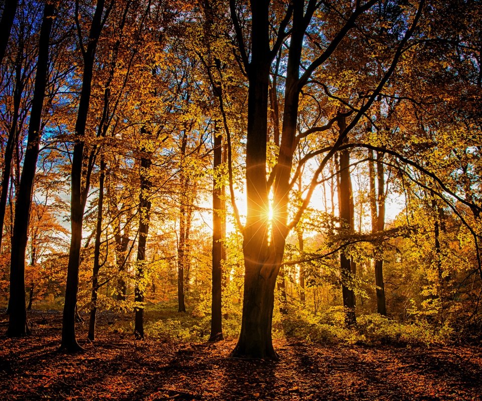 Обои свет, деревья, лес, ветки, осень, light, trees, forest, branches, autumn разрешение 5120x3410 Загрузить
