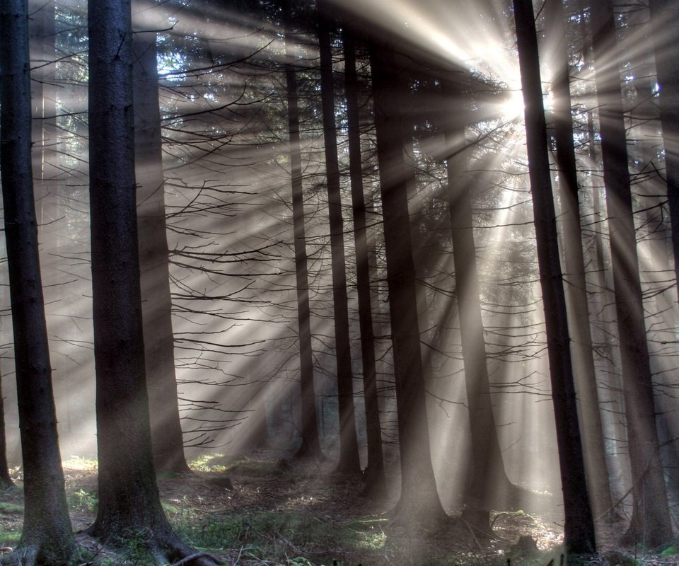Обои свет, деревья, природа, лес, лучи, light, trees, nature, forest, rays разрешение 1920x1080 Загрузить