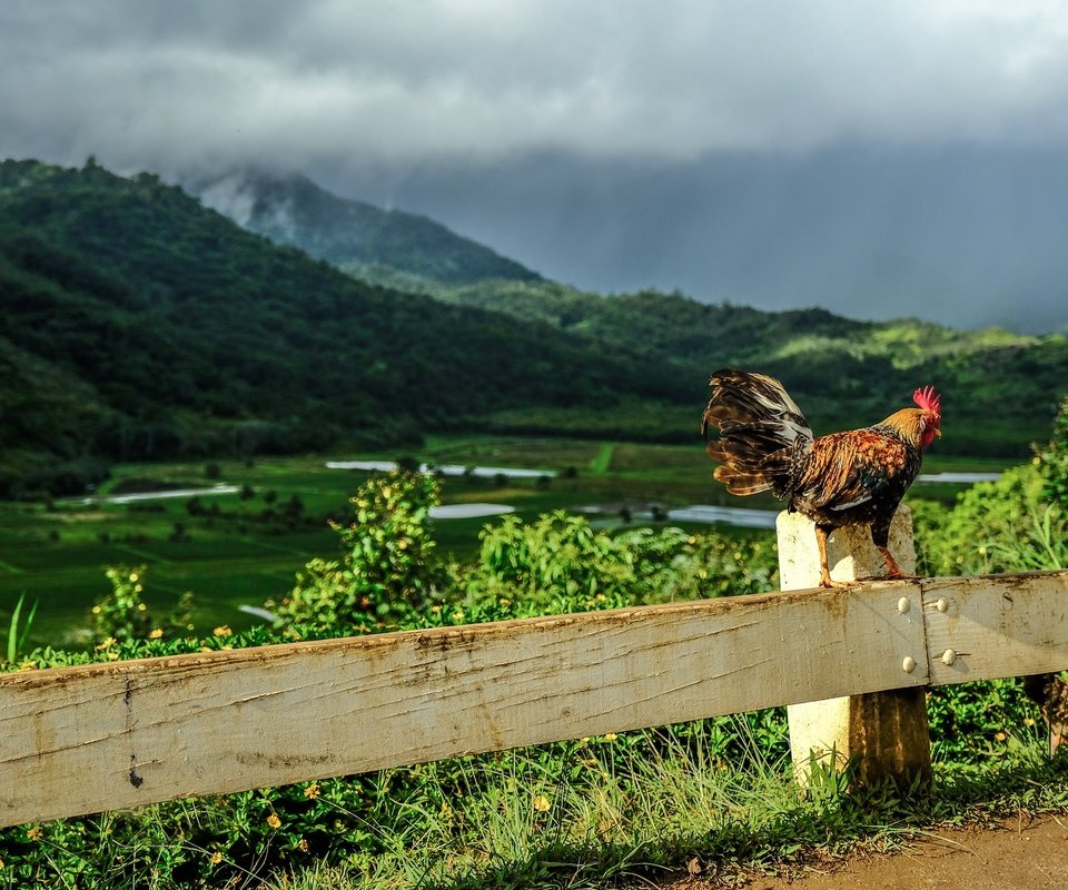 Обои свет, петух, дорога, горы, природа, тучи, поле, забор, птица, light, cock, road, mountains, nature, clouds, field, the fence, bird разрешение 2048x1365 Загрузить