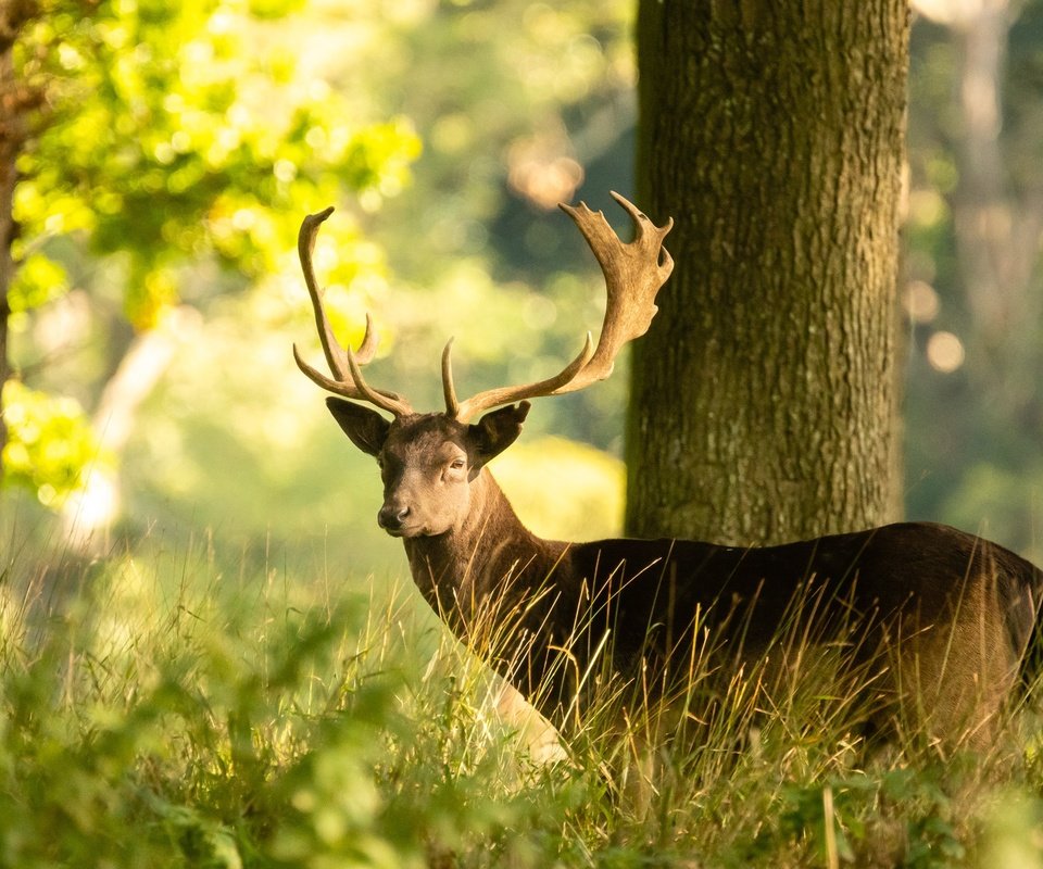 Обои свет, трава, дерево, лес, олень, лето, взгляд, боке, light, grass, tree, forest, deer, summer, look, bokeh разрешение 2048x1365 Загрузить