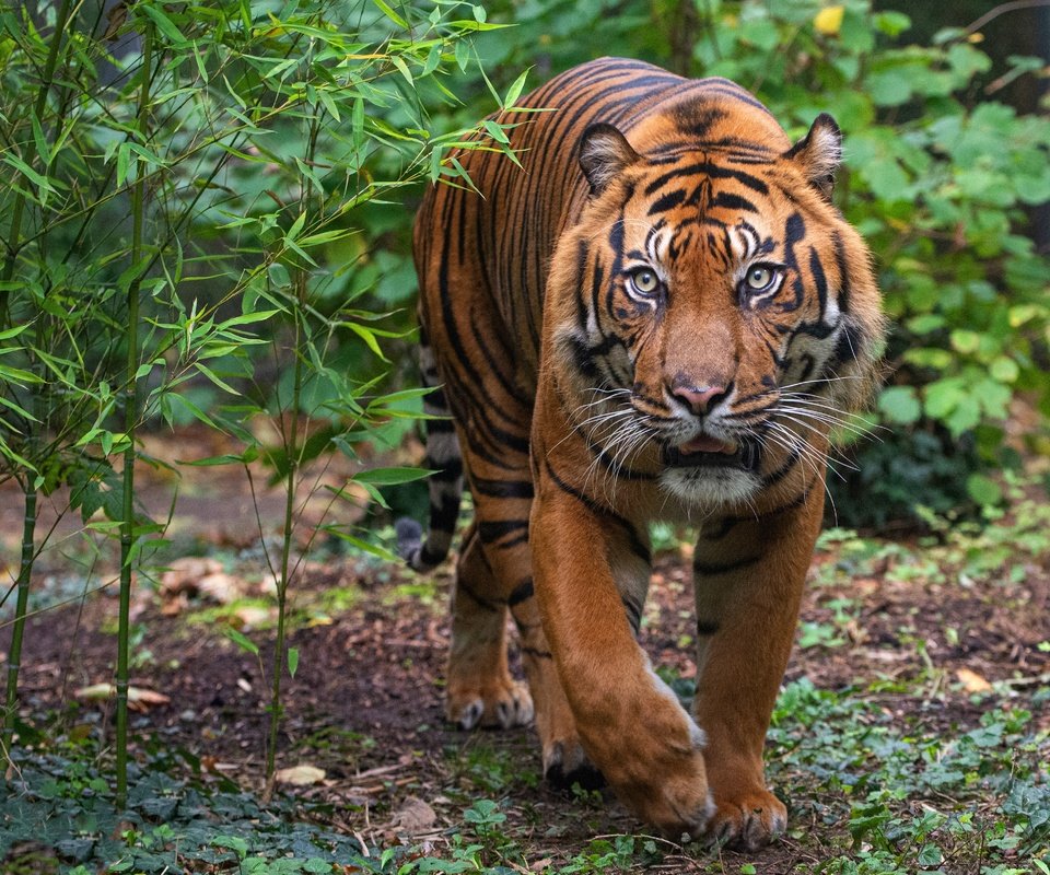 Обои тигр, морда, листья, поза, кусты, взгляд, прогулка, крадётся, tiger, face, leaves, pose, the bushes, look, walk, sneaks разрешение 4824x3216 Загрузить