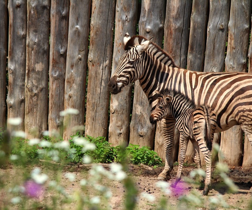 Обои зебра, забор, пара, мама, детеныш, зебры, жеребенок, zebra, the fence, pair, mom, cub, foal разрешение 3840x2560 Загрузить