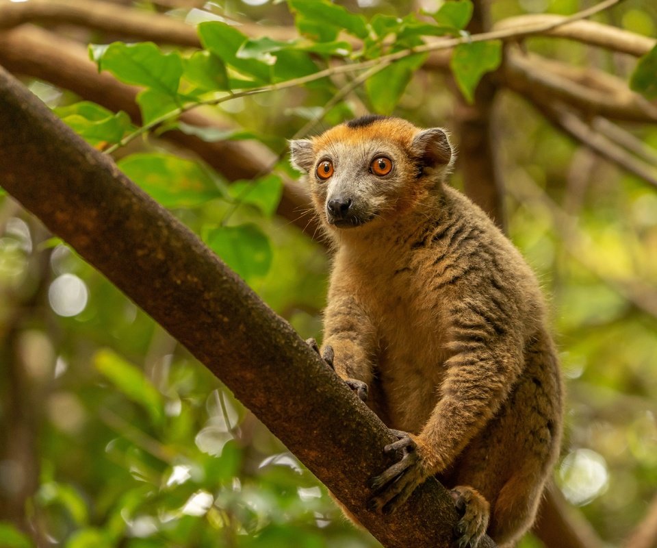 Обои дерево, лемур, мадагаскар, примат, tree, lemur, madagascar, the primacy of разрешение 5451x3634 Загрузить