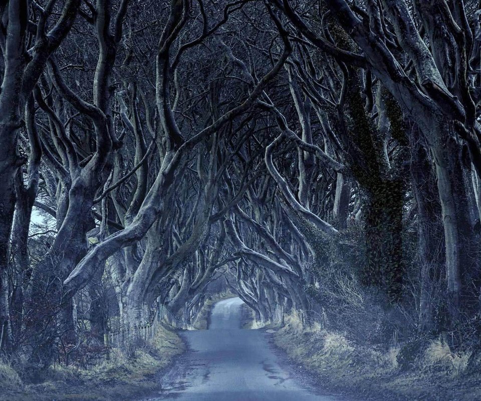 Обои дорога, деревья, тоннель, северная ирландия, road, trees, the tunnel, northern ireland разрешение 1920x1080 Загрузить