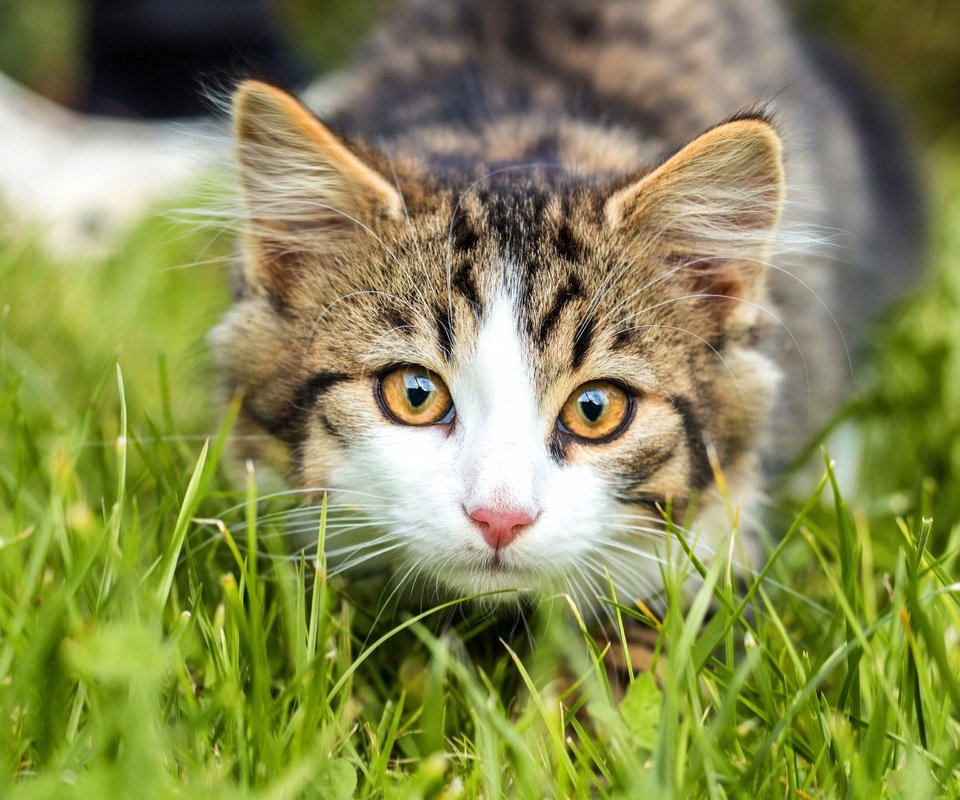 Обои трава, кошка, взгляд, котенок, мордашка, полосатый, боке, grass, cat, look, kitty, face, striped, bokeh разрешение 3840x2560 Загрузить