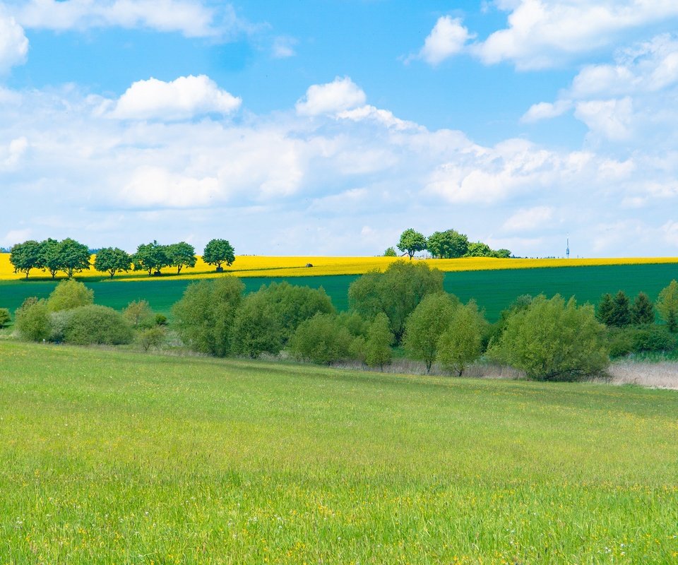 Обои трава, облака, деревья, поля, поле, кусты, лето, луг, grass, clouds, trees, field, the bushes, summer, meadow разрешение 3840x2160 Загрузить