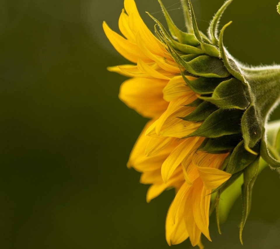 Обои желтый, макро, подсолнух, подсолнух., yellow, macro, sunflower, sunflower. разрешение 2560x1600 Загрузить