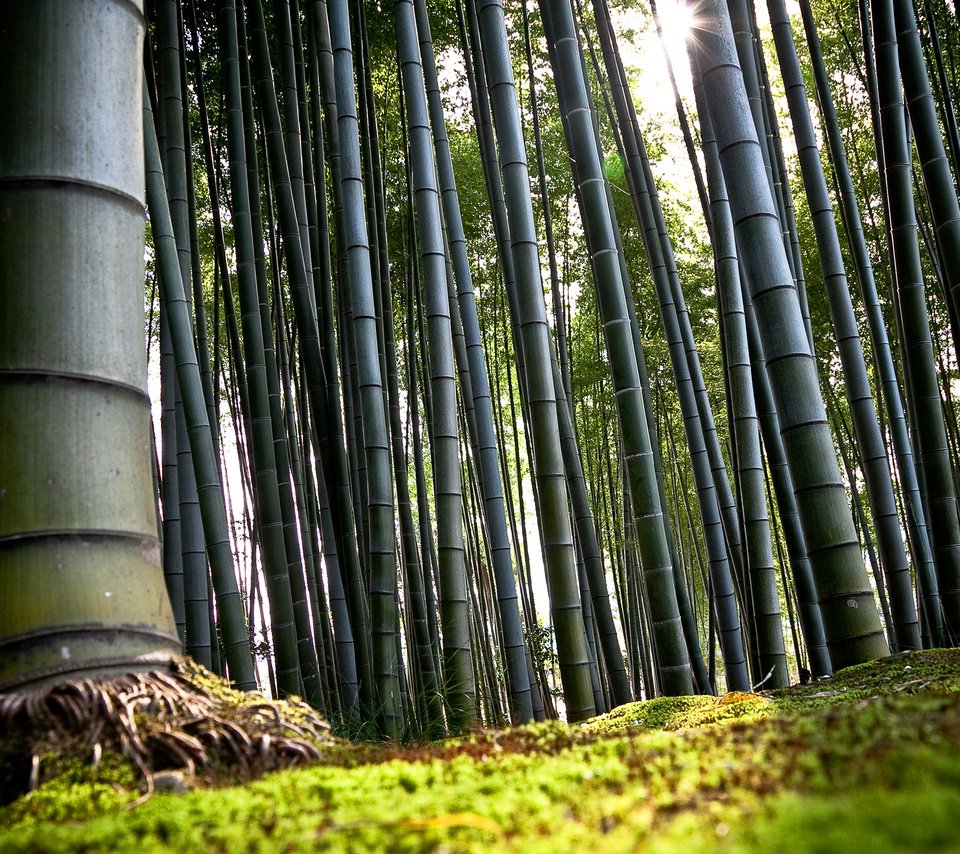 Обои япония, киото, бамбук, japan, kyoto, bamboo разрешение 2560x1600 Загрузить