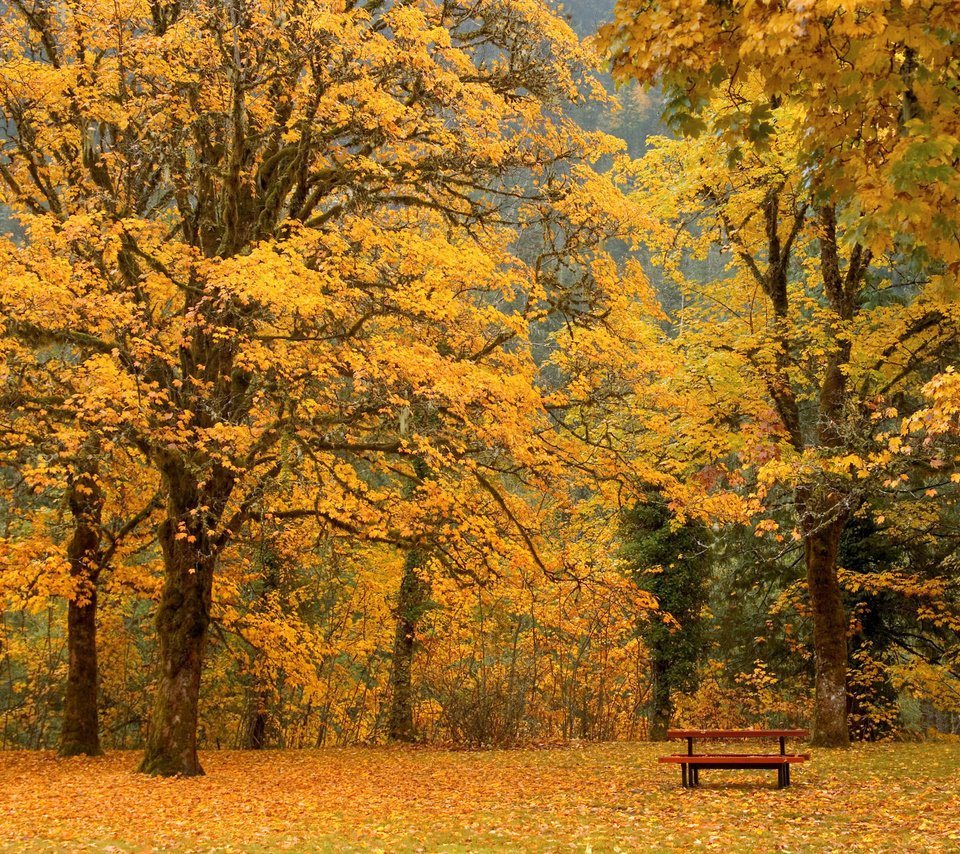 Обои листья, осень, скамейка, leaves, autumn, bench разрешение 2000x1333 Загрузить