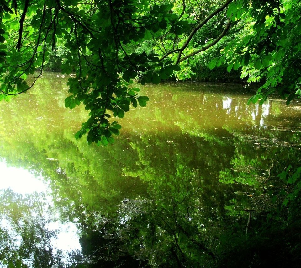 Обои деревья, листья, отражение, водоем, trees, leaves, reflection, pond разрешение 1920x1200 Загрузить