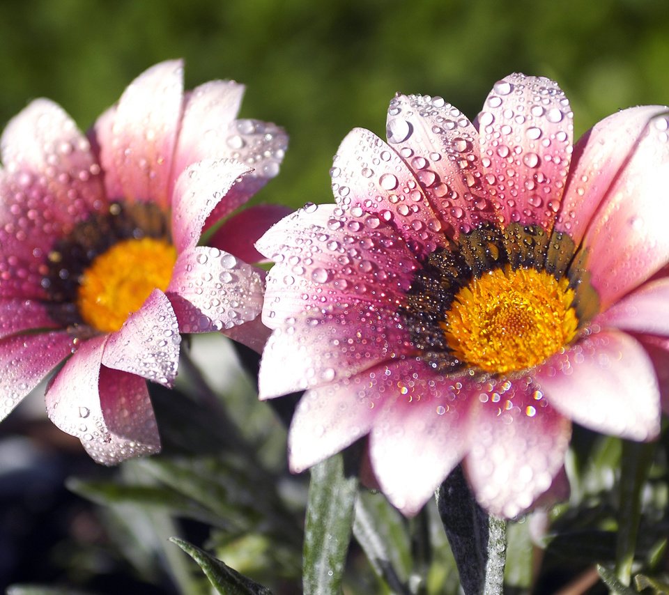 Обои цветы, макро, роса, лепестки, капельки, газания, flowers, macro, rosa, petals, droplets, gazania разрешение 2560x1600 Загрузить