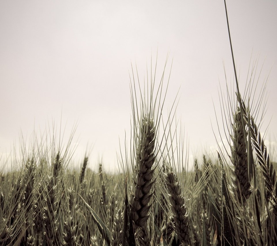 Обои небо, стиль, поле, серость, колосья, пшеница, десктоп, колосс, the sky, style, field, mediocrity, ears, wheat, desktop, colossus разрешение 1920x1200 Загрузить