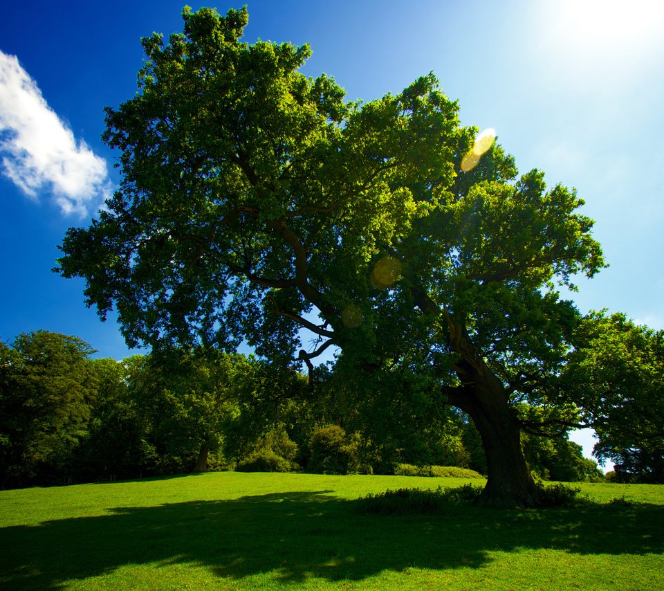 Обои трава, солнце, дерево, лето, grass, the sun, tree, summer разрешение 2559x1600 Загрузить