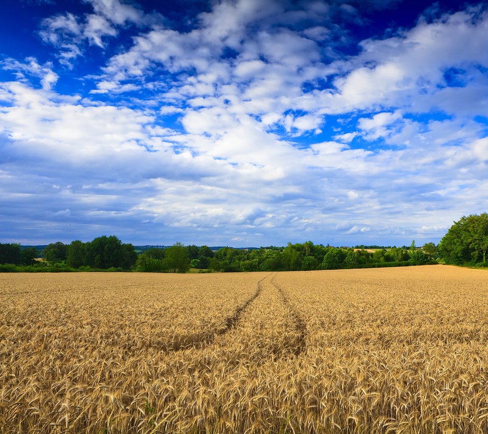 Обои деревья, обои, пейзаж, поле, пшеница, следы, trees, wallpaper, landscape, field, wheat, traces разрешение 2500x1667 Загрузить