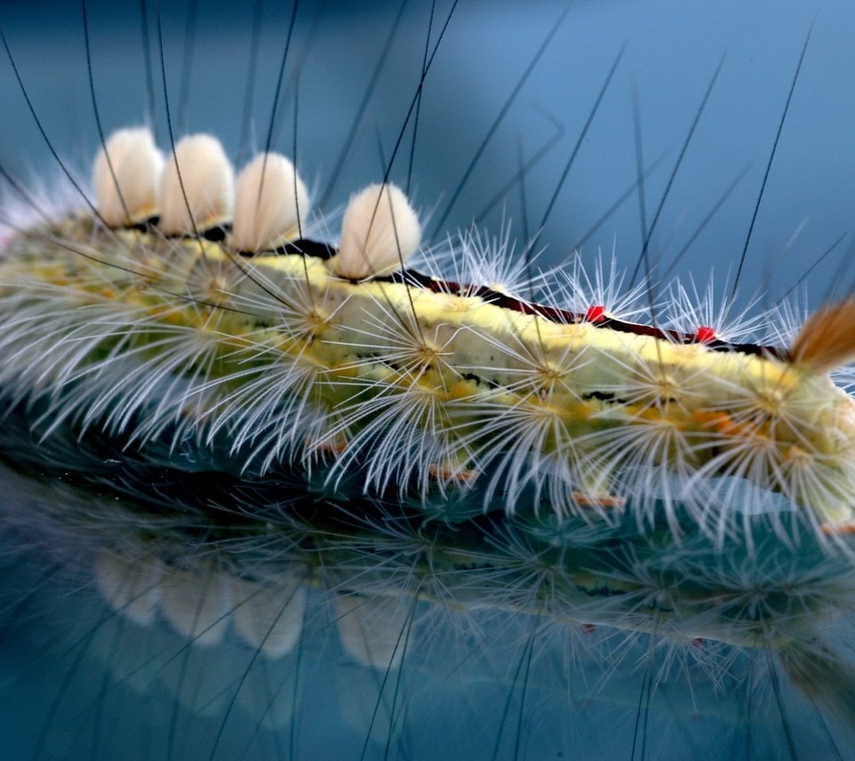 Обои отражение, волоски, гусеница, reflection, hairs, caterpillar разрешение 1920x1440 Загрузить