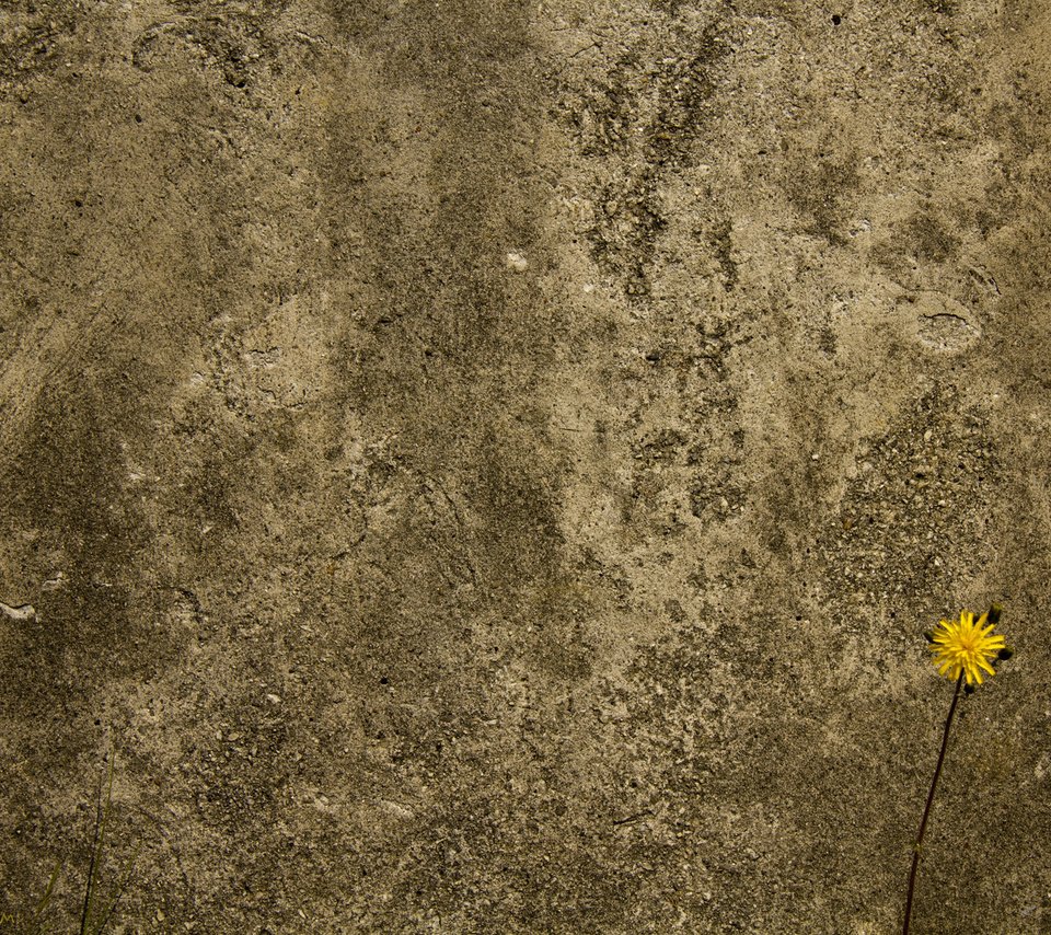 Обои цветок, стена, бетоная, flower, wall, concrete разрешение 1920x1200 Загрузить