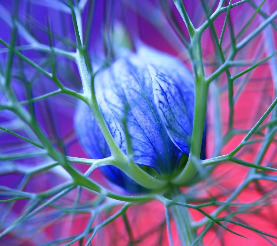Обои макро, синий, цветок, бутон, шипы, чернушка дамасская, nigella damascena, macro, blue, flower, bud, spikes разрешение 2560x1600 Загрузить