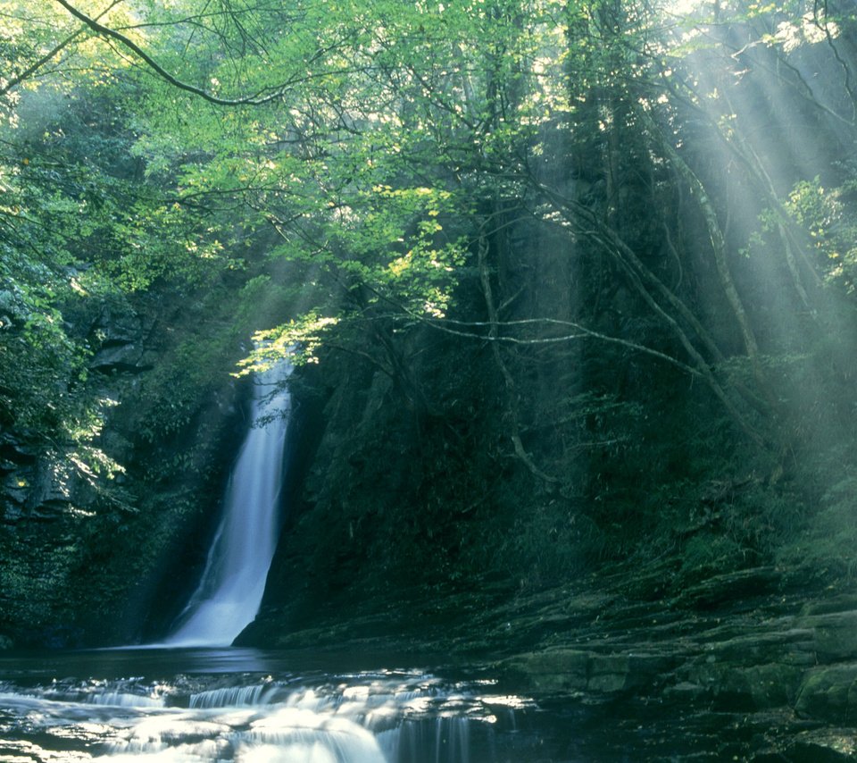 Обои лес, лучи солнца, водопад, тропики, forest, the rays of the sun, waterfall, tropics разрешение 1920x1200 Загрузить