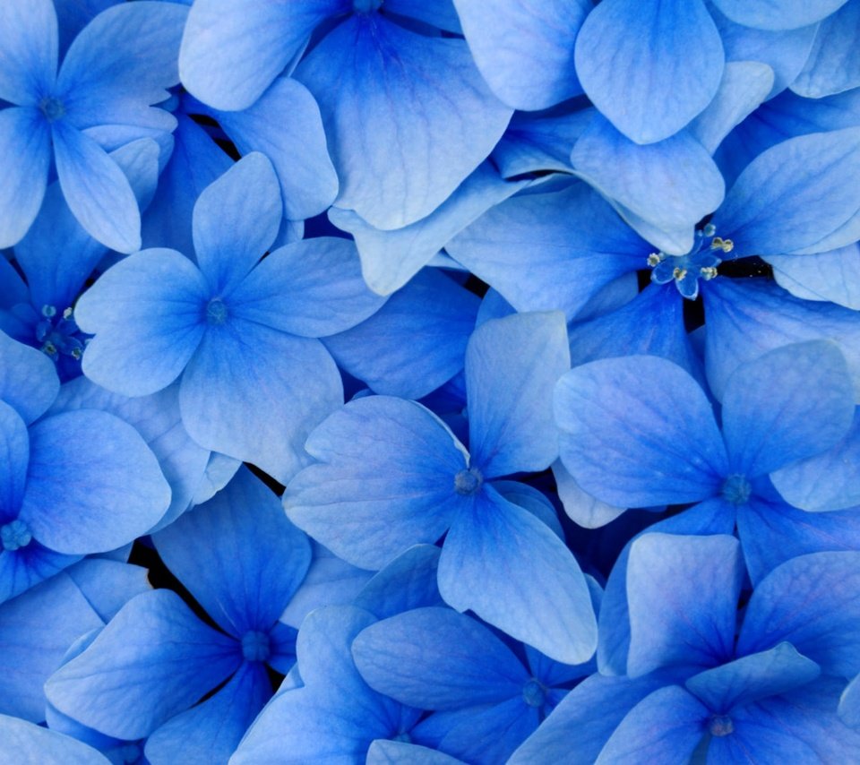 Обои цветы, лепестки, голубая, flowers, petals, blue разрешение 2560x1600 Загрузить