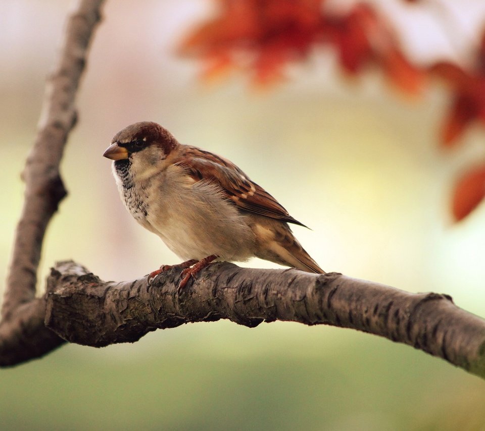 Обои ветка, птицы, воробей, branch, birds, sparrow разрешение 2560x1600 Загрузить