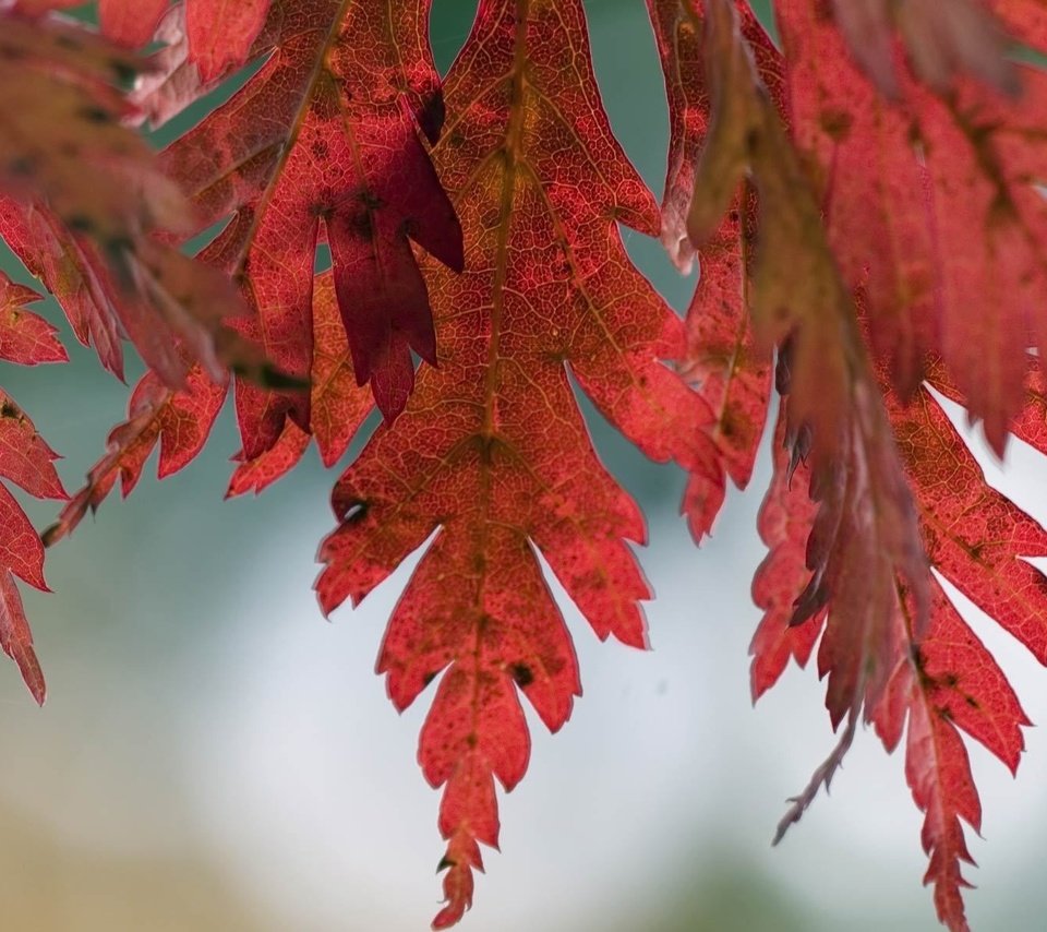 Обои природа, дерево, листья, макро, фото, осень, nature, tree, leaves, macro, photo, autumn разрешение 1920x1200 Загрузить