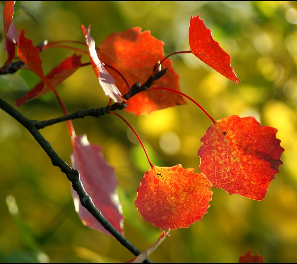 Обои дерево, листья, макро, осень, tree, leaves, macro, autumn разрешение 3896x2614 Загрузить