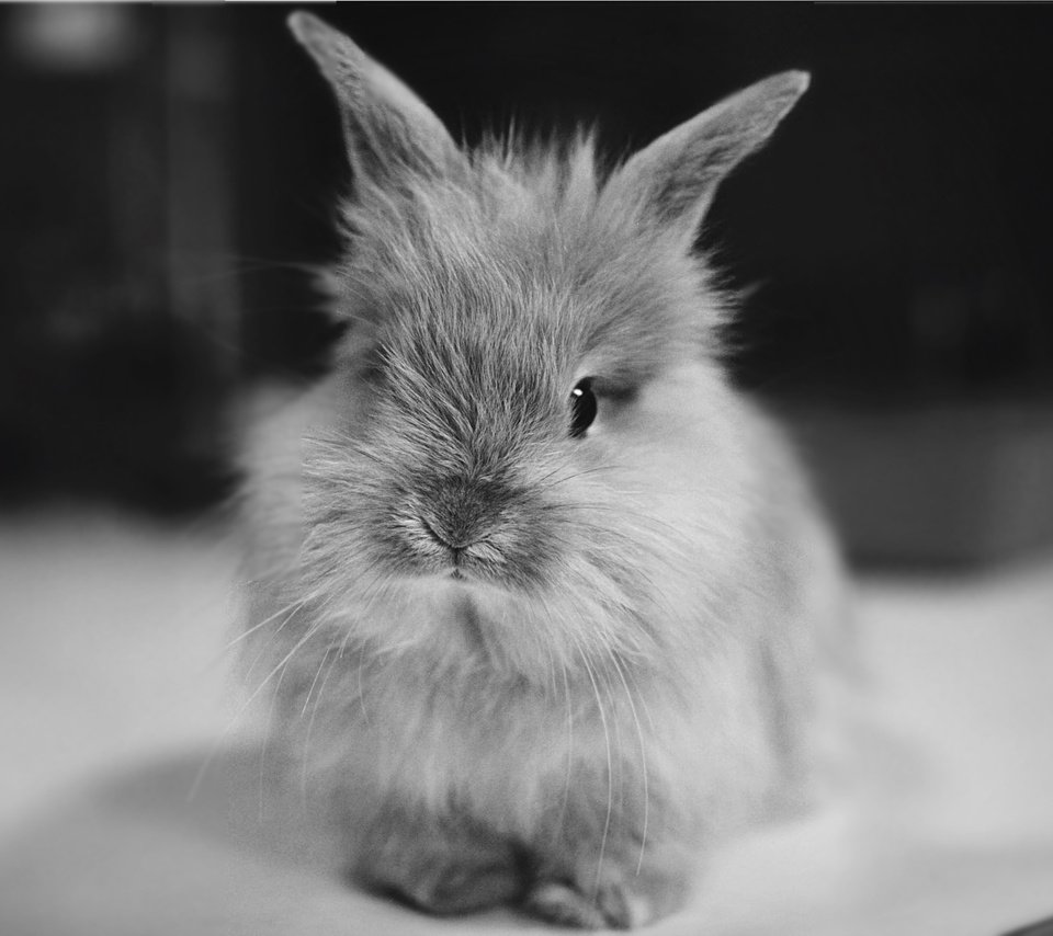 Обои чёрно-белое, кролик, животное, уши, black and white, rabbit, animal, ears разрешение 2237x1499 Загрузить