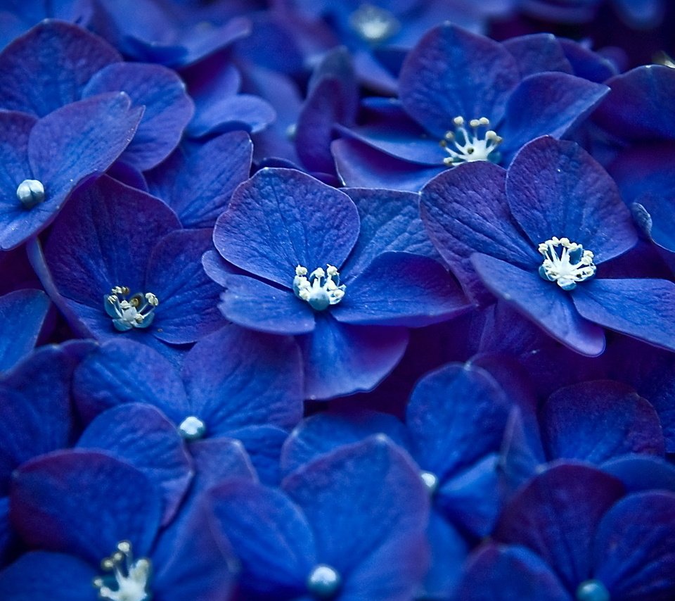 Обои цветы, синий, лепестки, бутон, соцветие, гортензия, flowers, blue, petals, bud, inflorescence, hydrangea разрешение 1920x1080 Загрузить