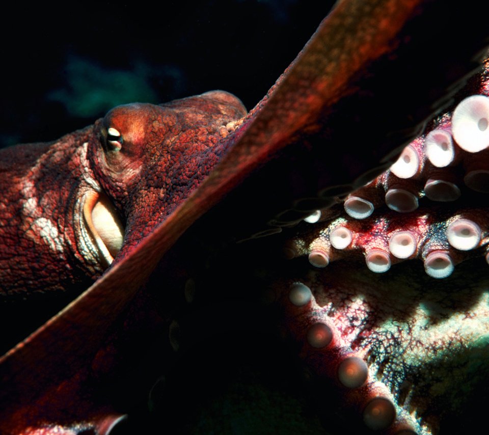 Обои осьминог, океан, глубина, подводный мир, octopus, the ocean, depth, underwater world разрешение 2560x1600 Загрузить