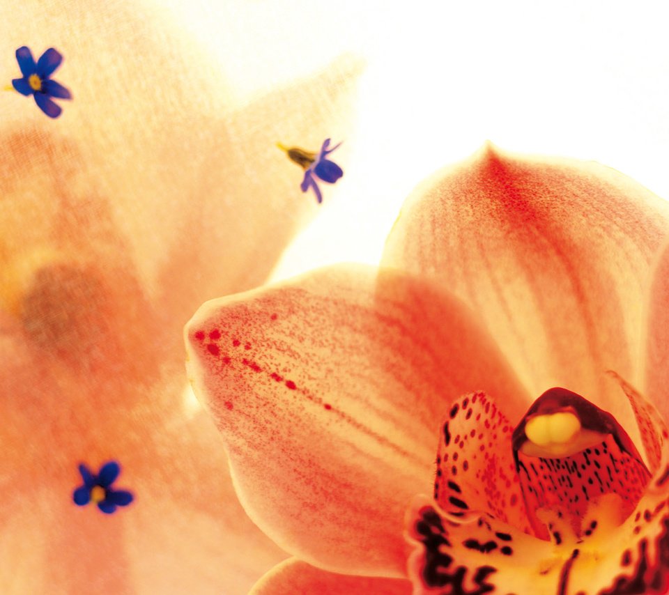 Обои цветы, лепестки, орхидея, орхидеи, крупным планом, flowers, petals, orchid, orchids, closeup разрешение 1920x1200 Загрузить
