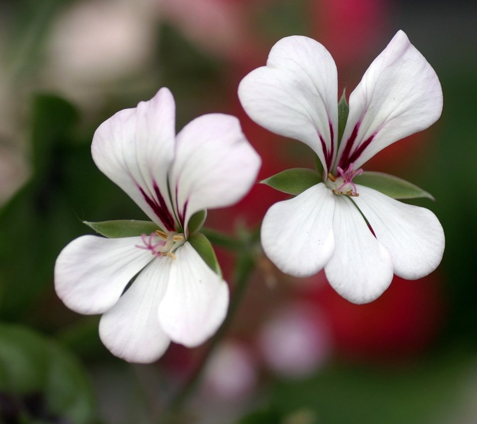 Обои цветы, лепестки, белые, герань, flowers, petals, white, geranium разрешение 1920x1200 Загрузить
