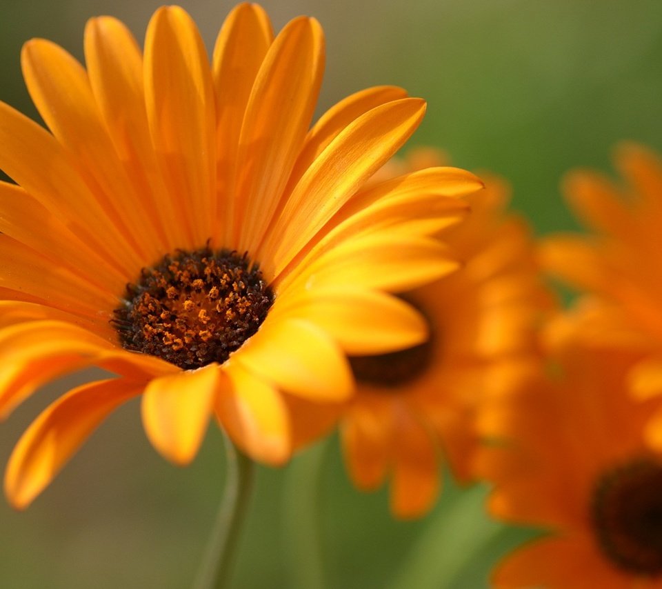 Обои цветы, лепестки, крупный план, оранжевые, календула, flowers, petals, close-up, orange, calendula разрешение 1920x1200 Загрузить