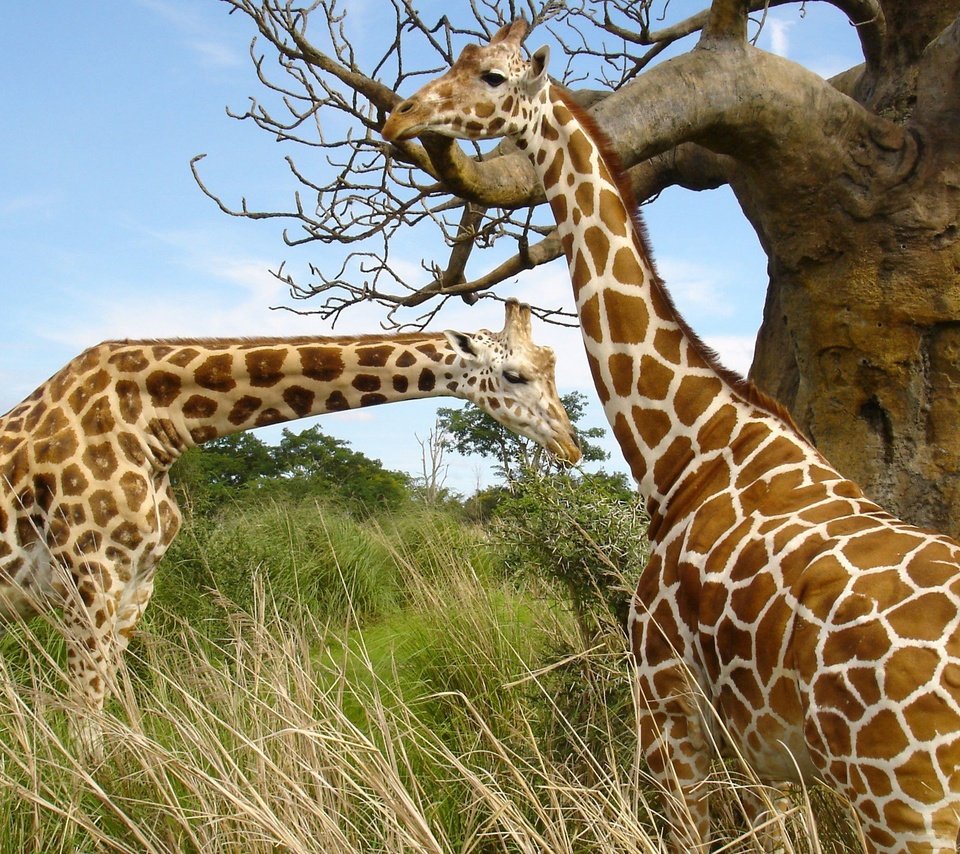 Обои небо, жирафы, трава, шея, природа, дерево, пятна, африка, пара, жираф, the sky, giraffes, grass, neck, nature, tree, spot, africa, pair, giraffe разрешение 2560x1600 Загрузить