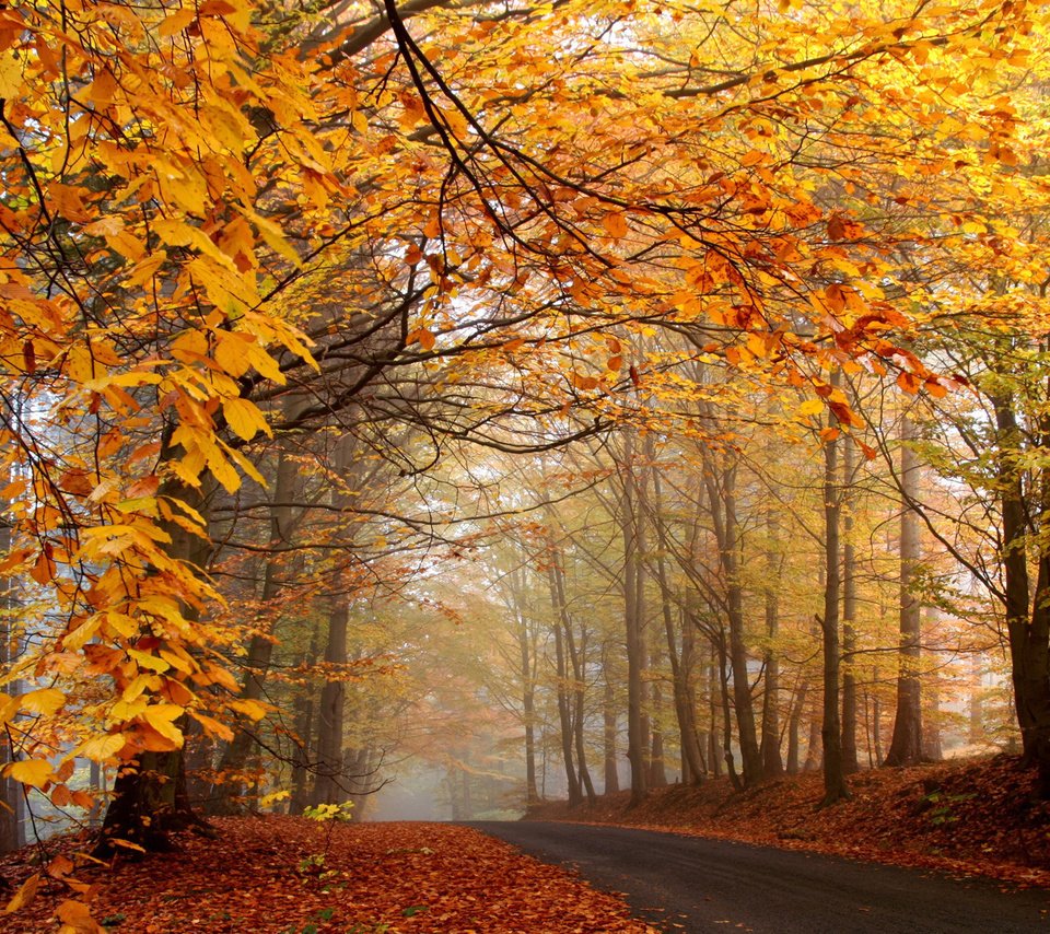 Обои дорога, деревья, природа, лес, листья, туман, листва, осень, road, trees, nature, forest, leaves, fog, foliage, autumn разрешение 1920x1130 Загрузить