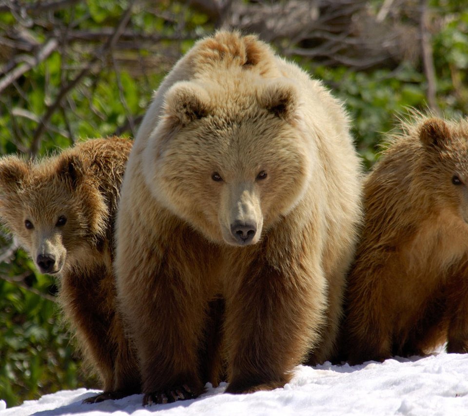 Обои снег, медведь, медведи, 3, snow, bear, bears разрешение 1920x1080 Загрузить