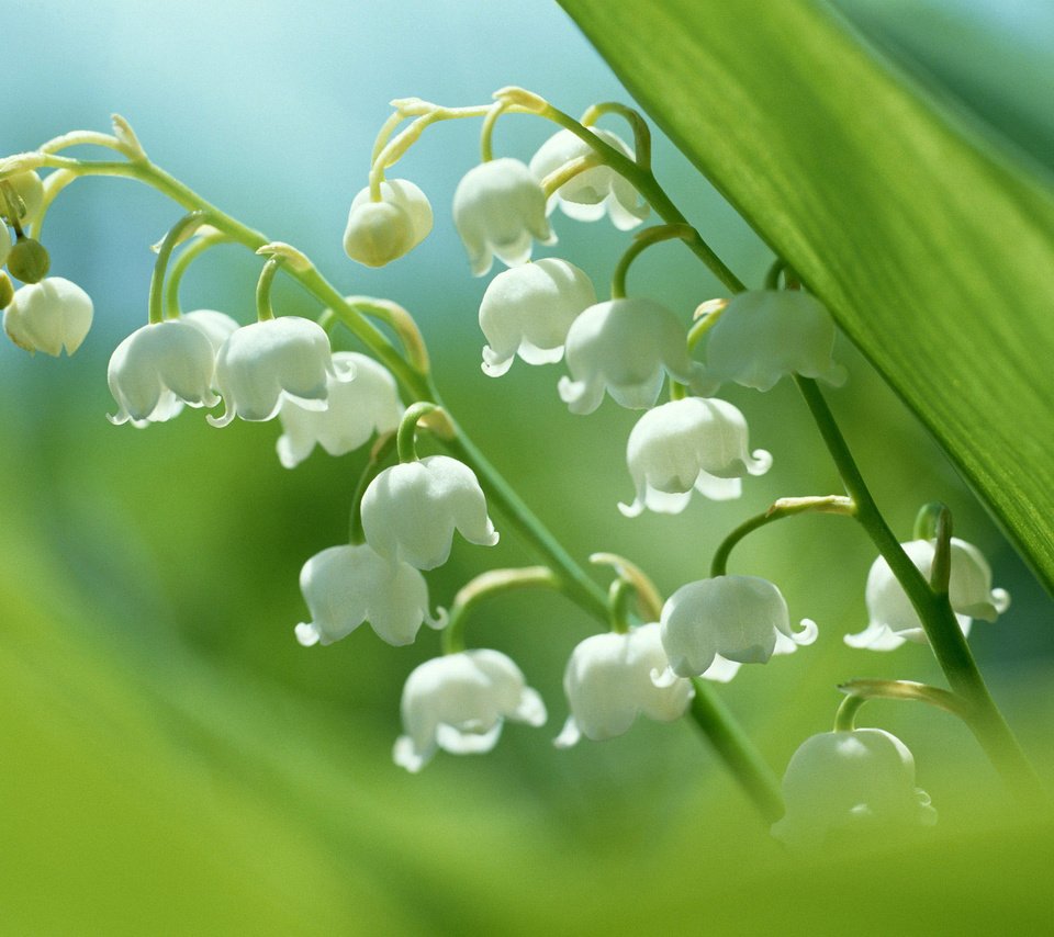 Обои цветы, ландыши, белые, flowers, lilies of the valley, white разрешение 2560x1920 Загрузить