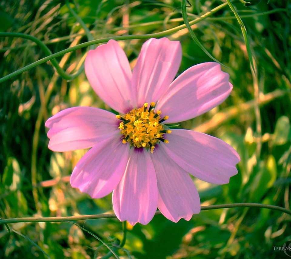 Обои цветок, лепестки, розовые, космея, flower, petals, pink, kosmeya разрешение 1920x1497 Загрузить