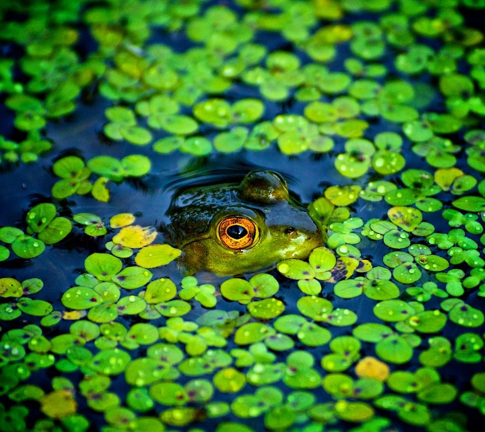 Обои пруд, лягушки, ряска, pond, frogs, duckweed разрешение 2048x1280 Загрузить